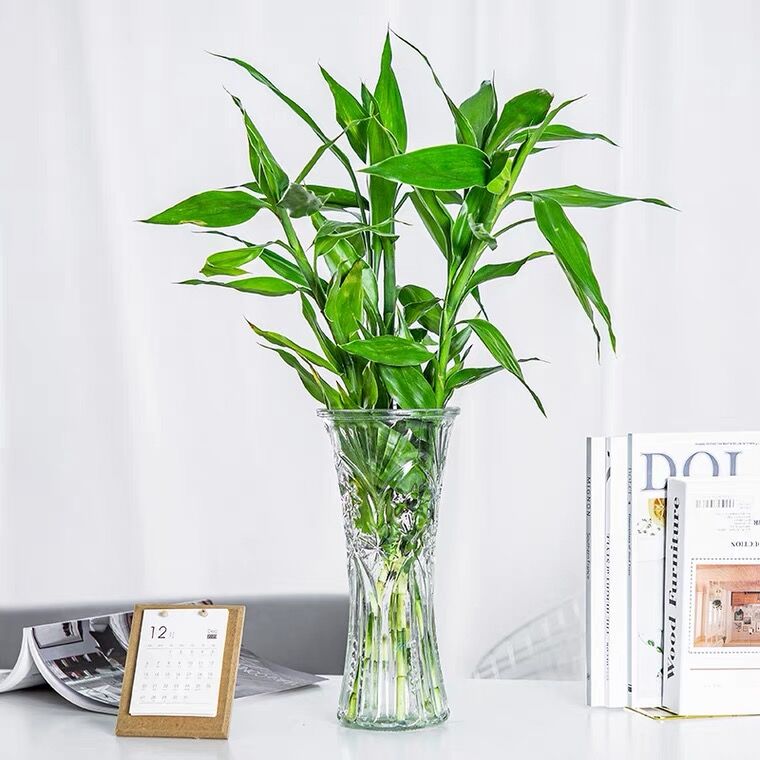 6.9元 花木园艺旗舰店四季绿植富贵竹水养植物(T9pEXdxOvBd)/