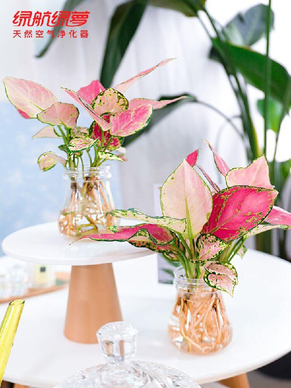 6.9元 拍下变价水培植物室内绿植如意盆栽(rmbmcjbpPKx)/京東全品红包：