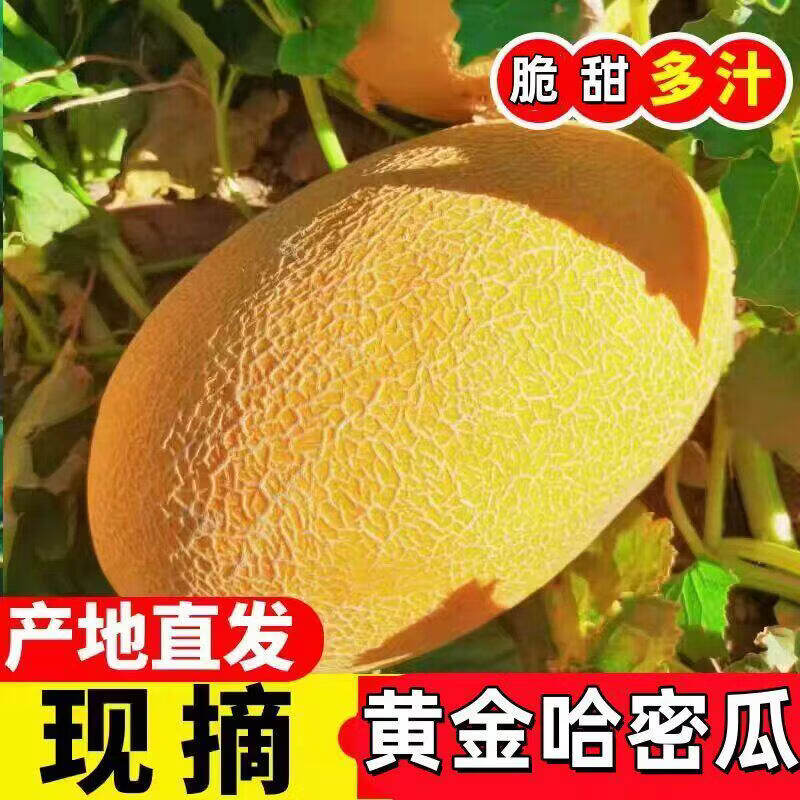 久雅优鲜 黄金哈蜜瓜净5-7斤拍下【14.9元】脆甜多汁 ！！