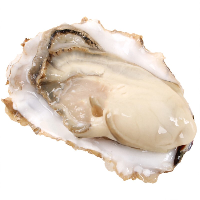 拍5件！威海现捞新鲜肥蚝生蚝5斤！