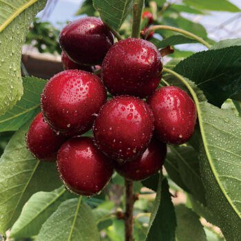 头茬大连美早樱桃大果礼盒 2斤装