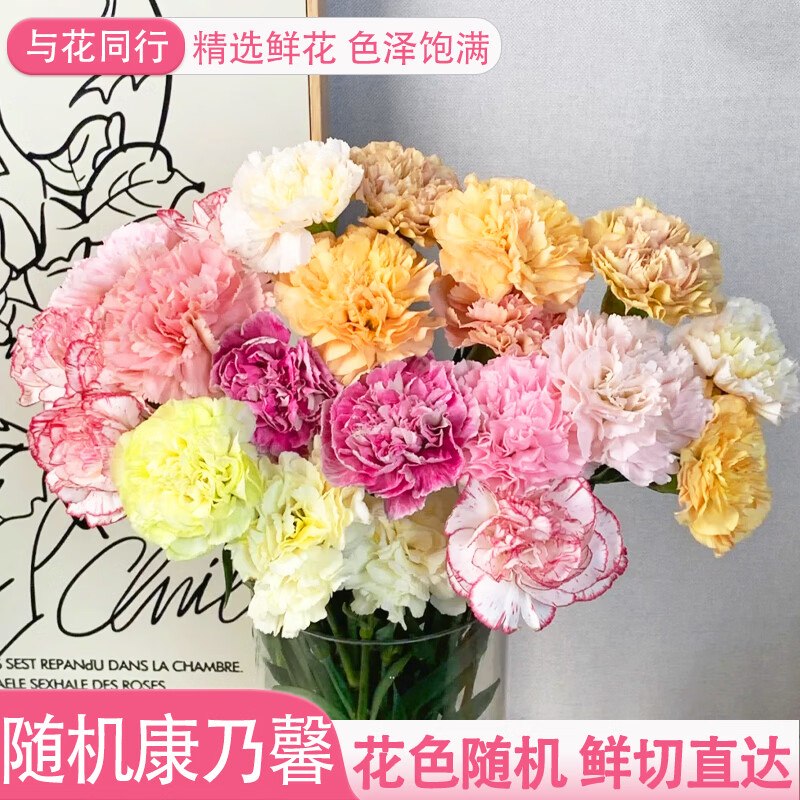 与花同行鲜花合集①8.9元 斗南鲜花基地康乃馨鲜花 10枝
