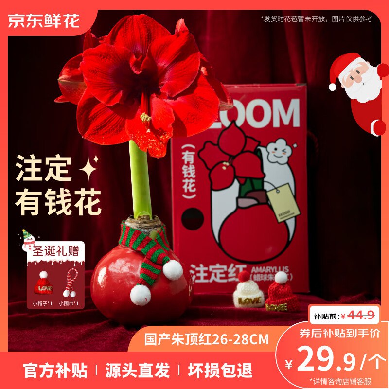 【自营】京东鲜花 蜡球朱顶红礼盒装
