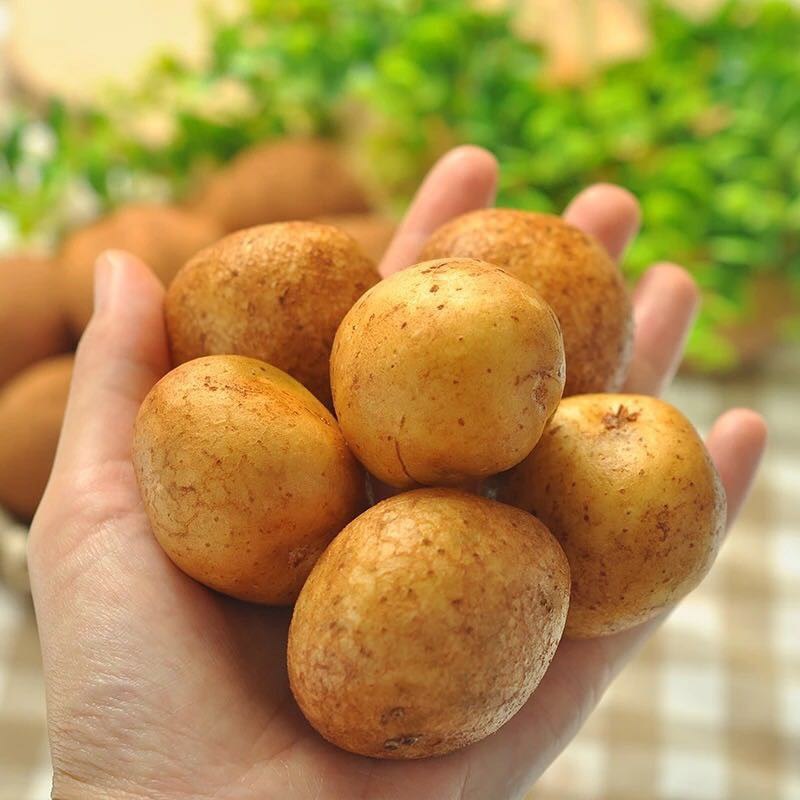 10斤装云南新鲜小土豆 