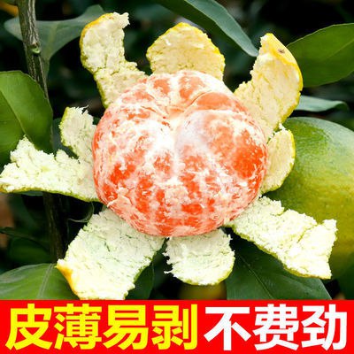 新鲜蜜桔橘子水果薄皮青桔子蜜橘非金桔云南湖北黄岩四川批发孕妇，6.8元