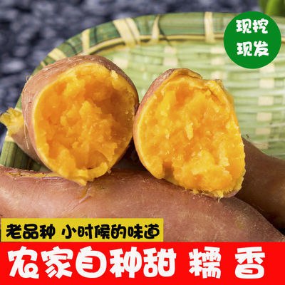 5斤超低价现挖现发新鲜红薯农家自种番薯地瓜黄心甜沙地蜜薯地瓜