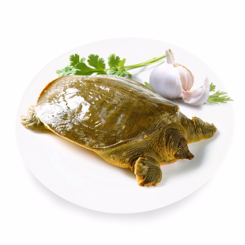 拍2份，野生甲鱼（活的）会员P-10元，39元！