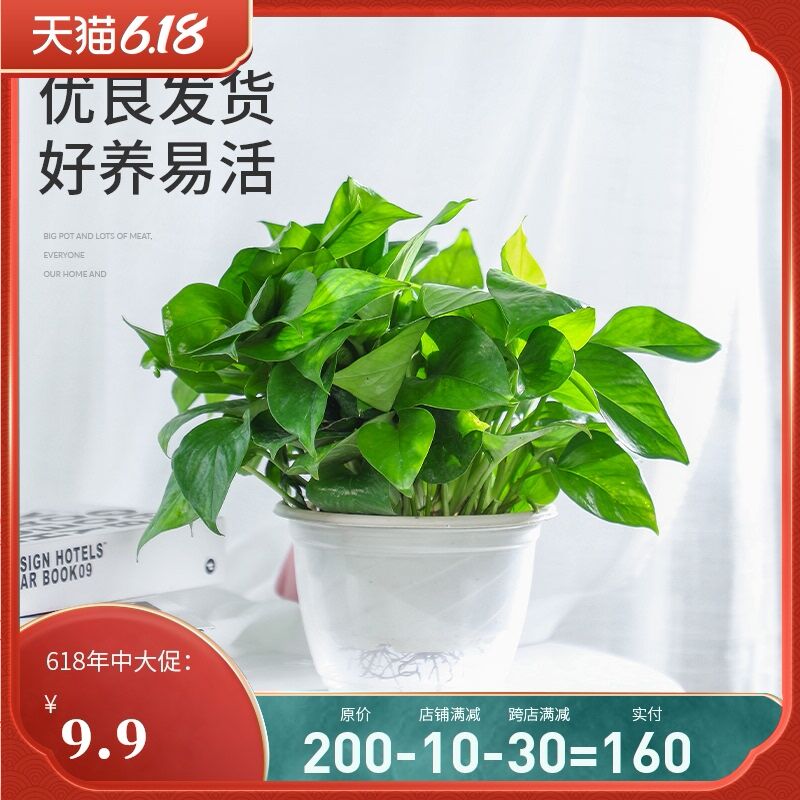 0点后下单 拍下6.9元绿萝盆栽室内垂吊花卉(cSLLXgdhNNa)/ ---每天都要领3️⃣次！记得哦👉