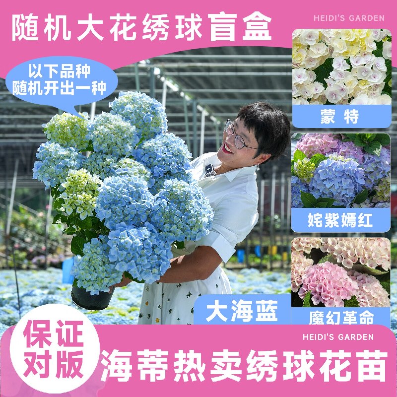 自营海蒂的花园 可变色大花绣球