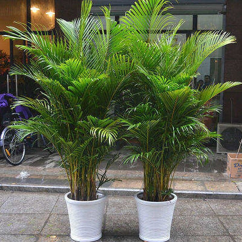 0点后下单 先领券9.9元吸甲醛散尾葵盆栽凤尾竹(YlteXKhuT1o)/