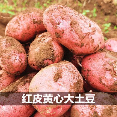 云南新鲜蔬菜现挖红皮黄心小土豆10/1斤新鲜农家马铃薯土豆洋芋