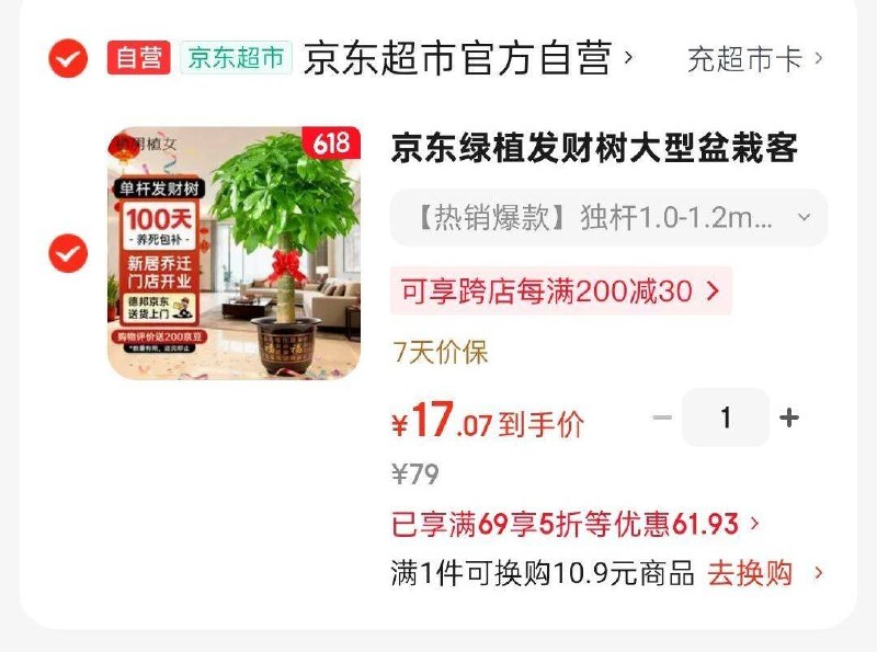 15💰一米发财树