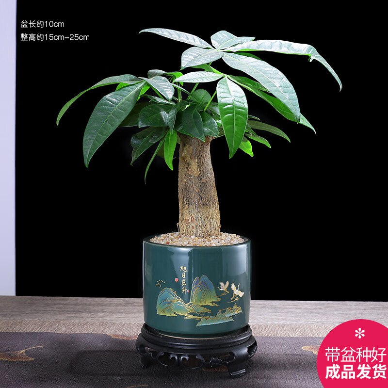 叠首购14.9元 幼薇 发财树桌面盆栽(绿旭日东升盆+圆底盘)