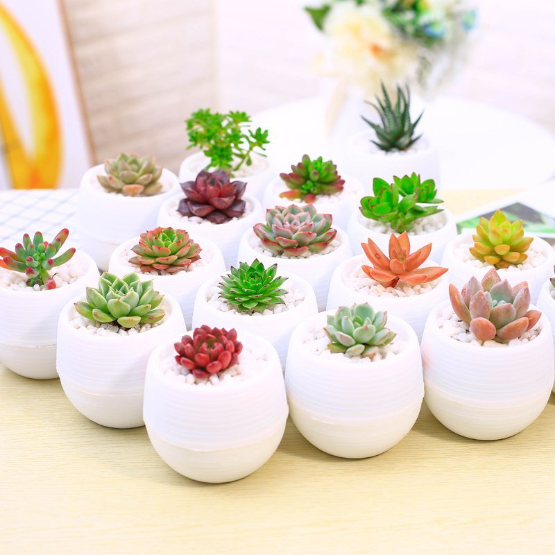 多肉16颗+16个盆+土套装，15.8