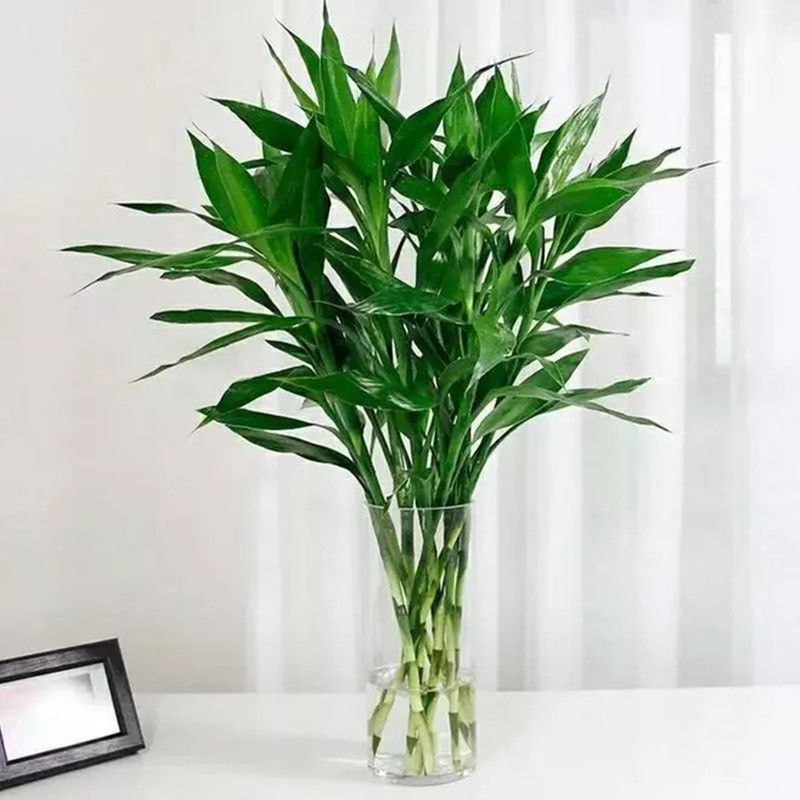 富贵竹转运竹水养水培植物室内客厅绿植花卉盆栽观音竹开运竹包邮2.9元