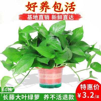 绿萝盆栽花卉办公室内好养水培绿植除甲醛净化空气懒人绿萝大盆景10.89元