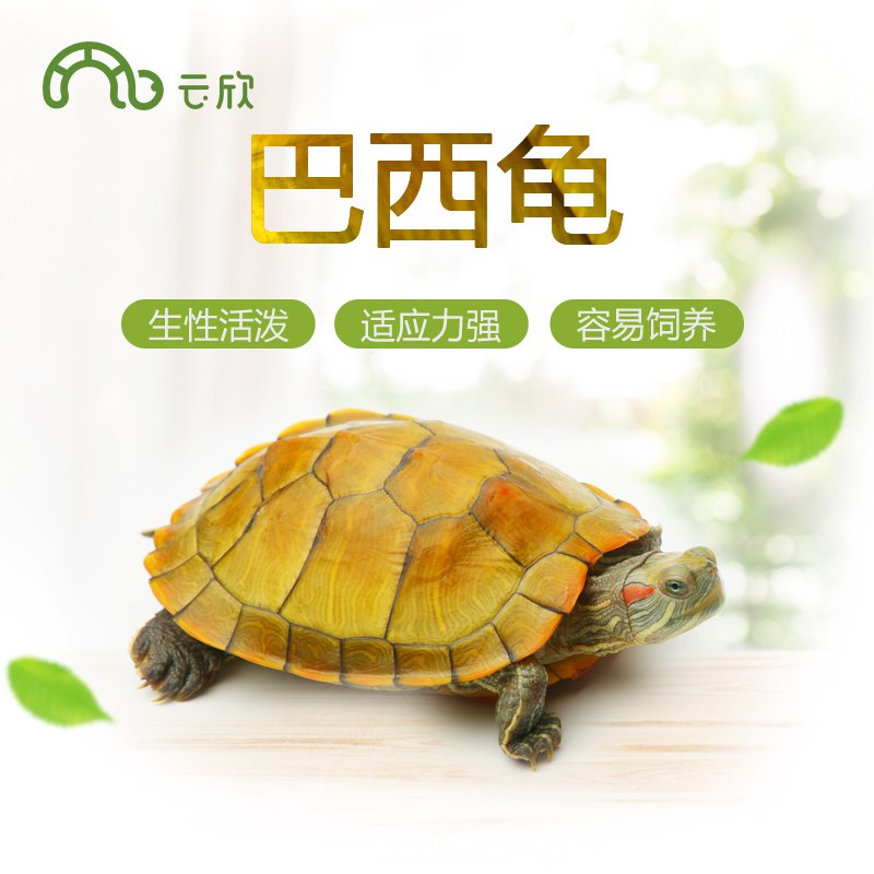 反馈乌龟比鸟养起来省事巴西龟 2.9   (Kgvs1xDNR0O)