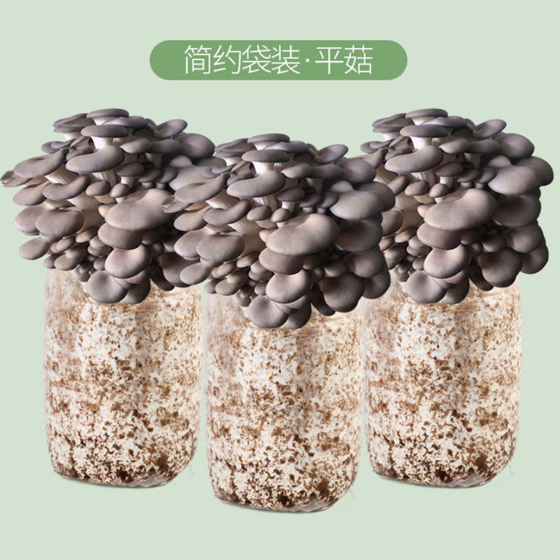 家庭种植蘑菇菌种菌包【拍1发3】
