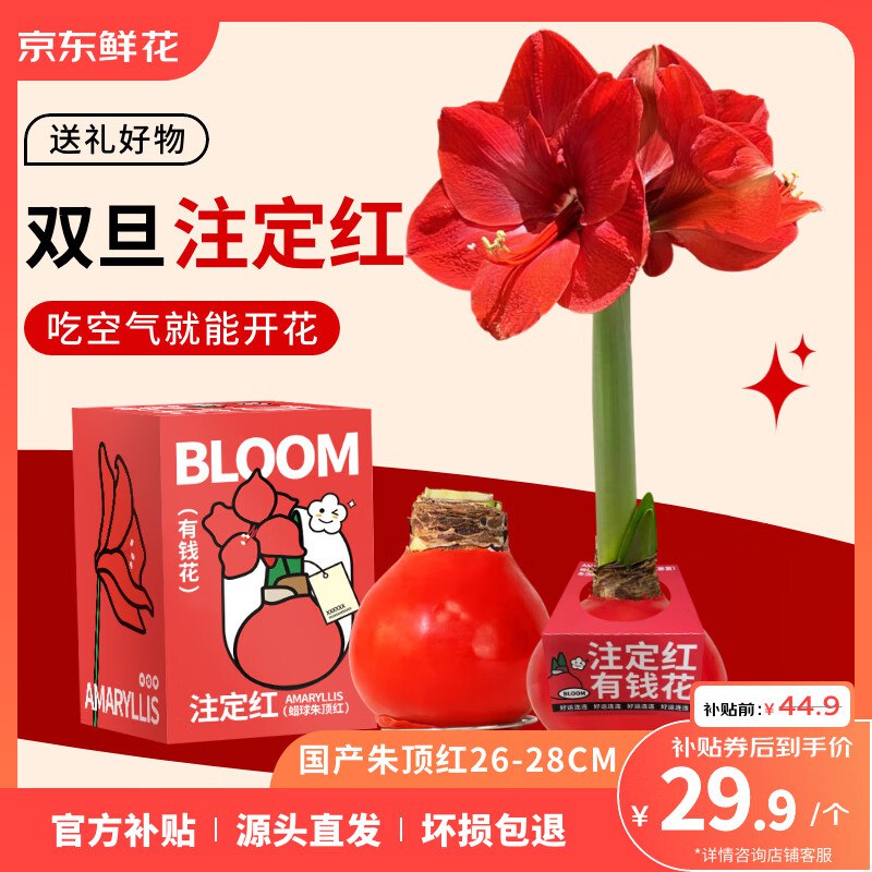 29.9元 自营鲜花 蜡球朱顶红礼盒装