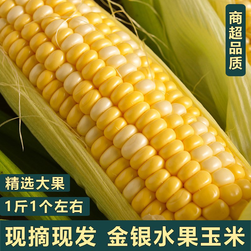 16.9元 【现摘现发】新鲜云南金银水果玉米5斤(bchw2KYYuTQ)/