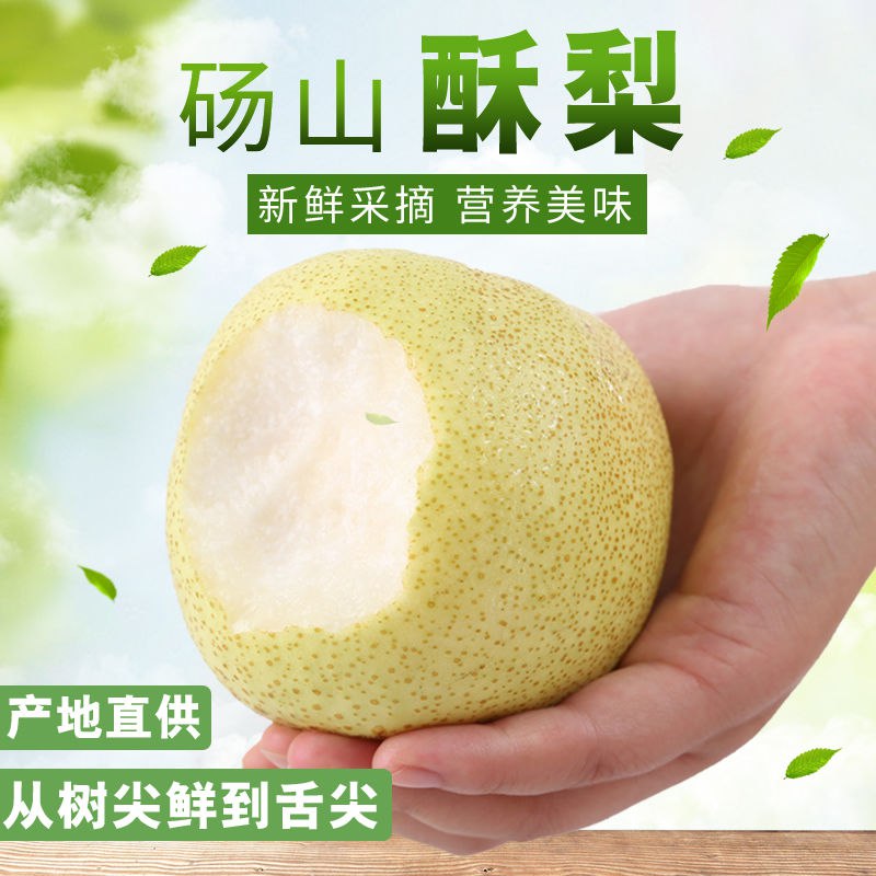 砀山酥梨百年梨树新鲜水果现摘梨子 10斤精品装25.9